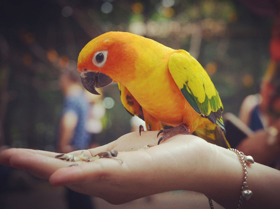 title image title image